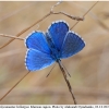 polyom bellargus imago23 kher